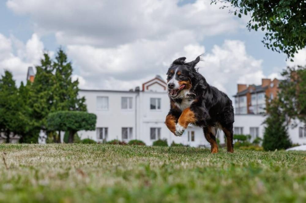 Por que seu cachorro corre de um lado para o outro? Entenda o comportamento e saiba como agir