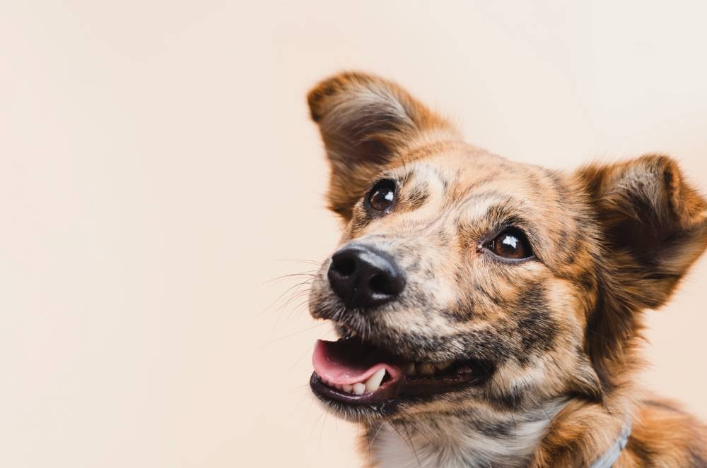 Dia do Vira-Lata: o que é cachorro 'fiapo de manga'?