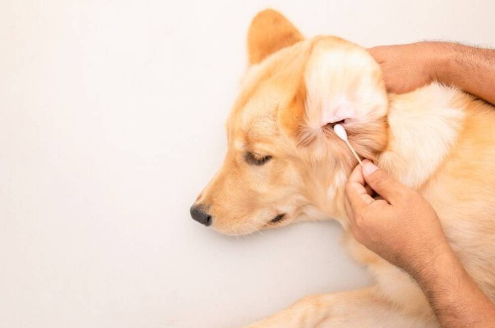 Alergias em pets: verão pode aumentar casos; aprenda como tratar