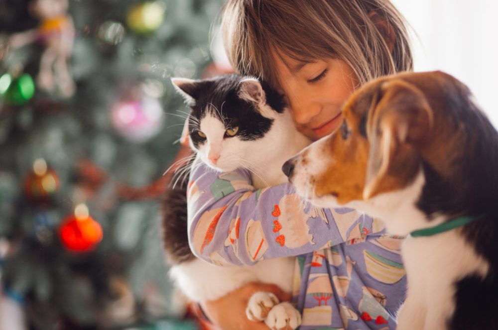 Top 5 filmes com cachorros e gatos que te darão vontade de adotar um amigo de quatro patas