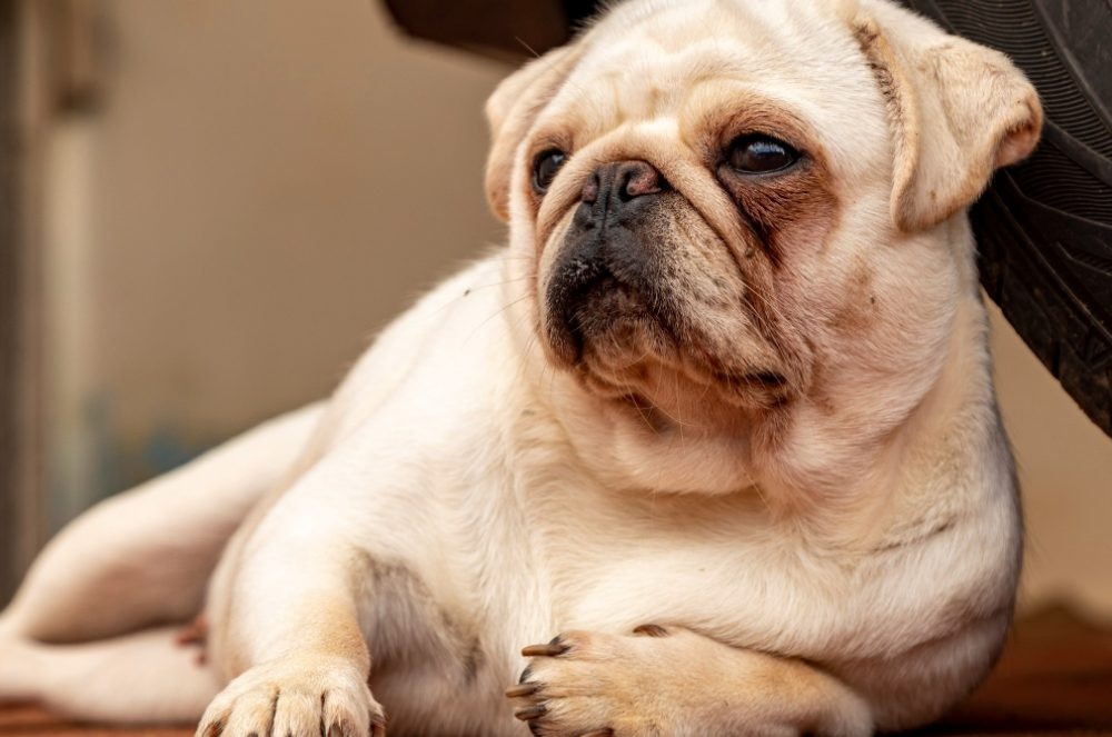 Cachorro obeso? Saiba como manter seu pet em forma e saudável