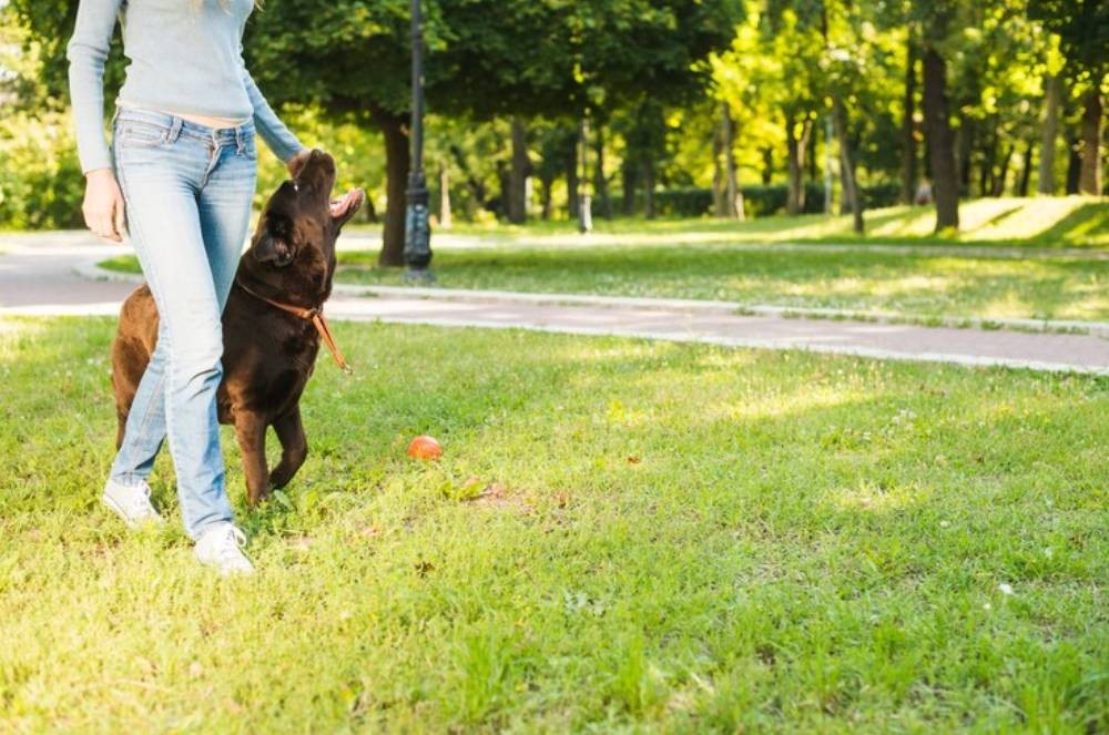 Parque Ceret: Diversão Garantida para Seu Cão na Zona Leste de São Paulo