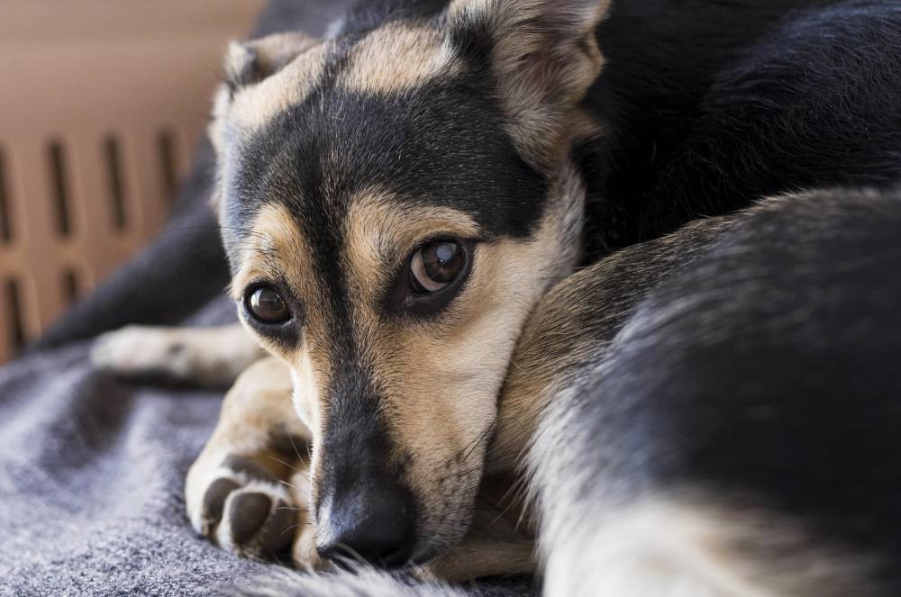 Parvovirose Canina: Uma Ameaça Grave