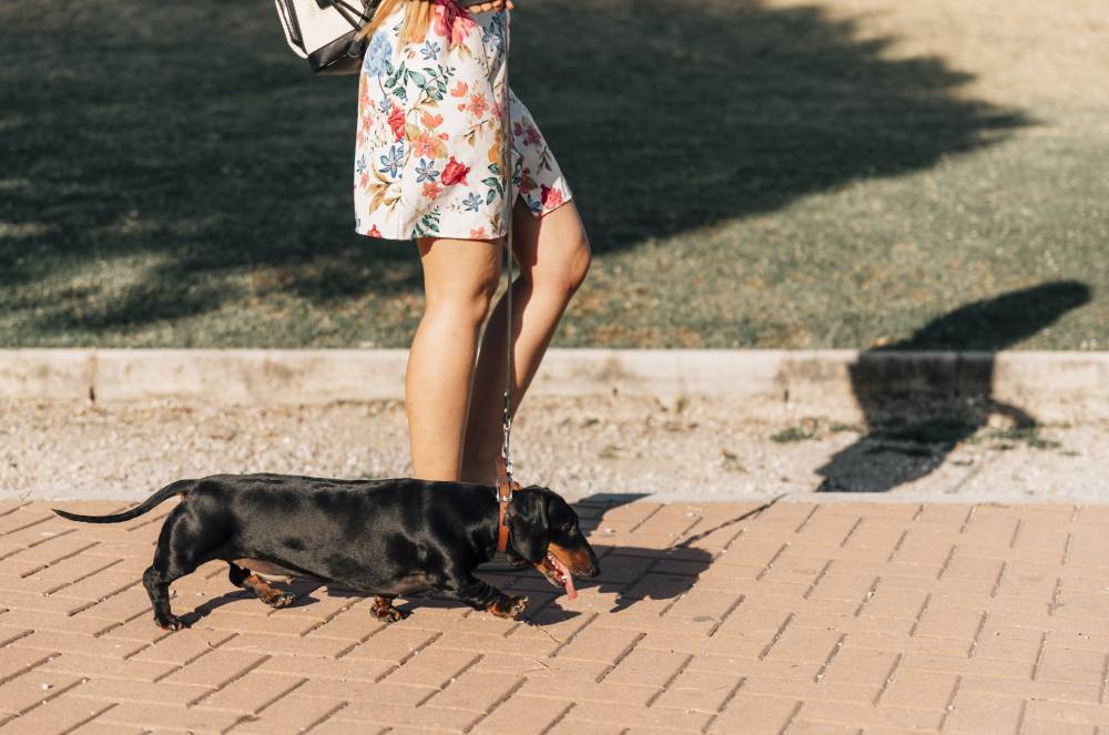 Chão quente queima pata de cachorro: o que fazer