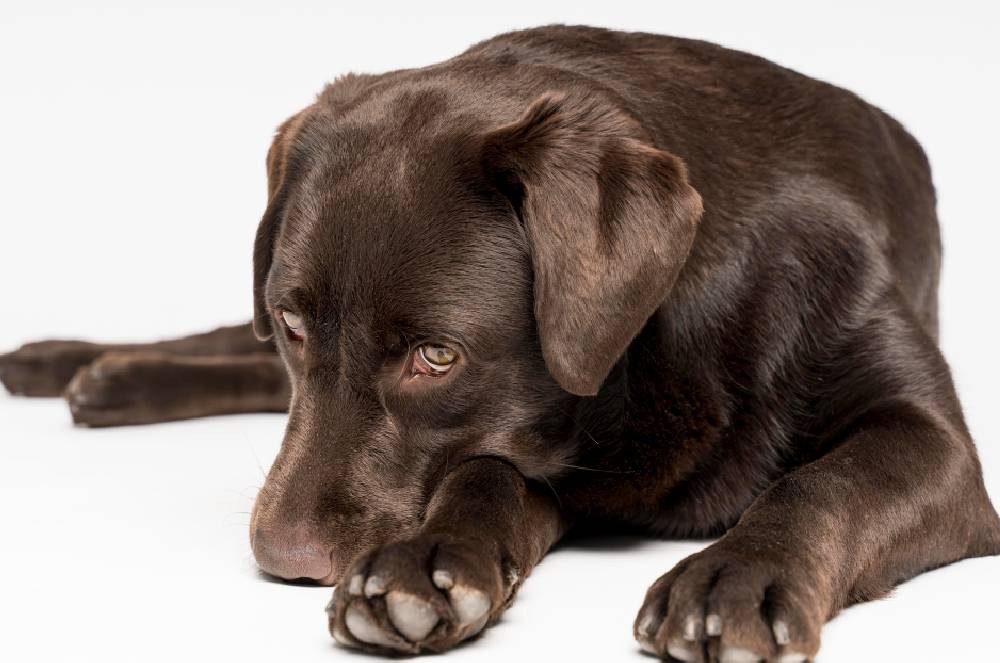 Como identificar se seu pet está sofrendo de prisão de ventre