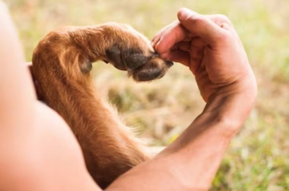 Aliança do Bem: StartVet e ONGs Juntas por um Futuro Melhor para os Pets