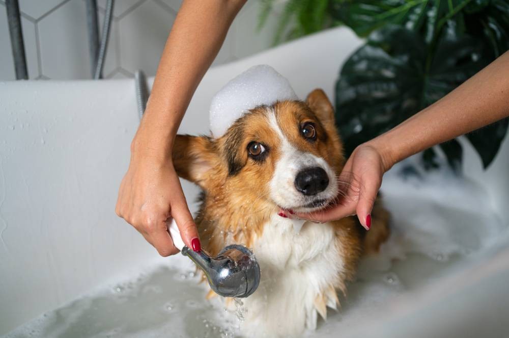 Quando dar banho no seu pet?