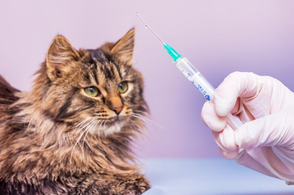 As Vacinas Estão Em Dia