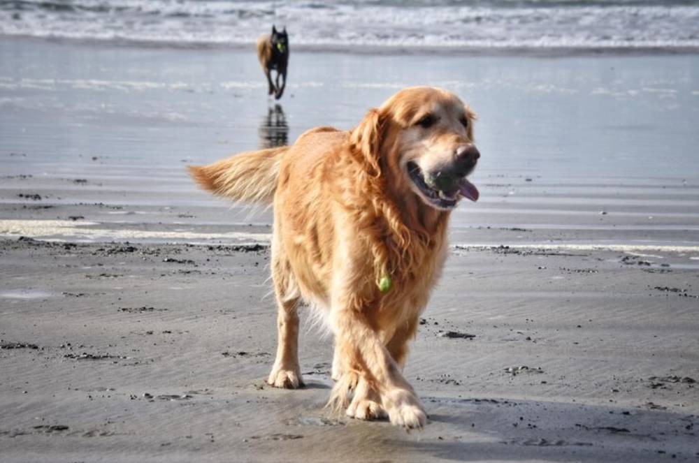 Por que Alguns Cachorros Adoecem Após Chegar na Praia?