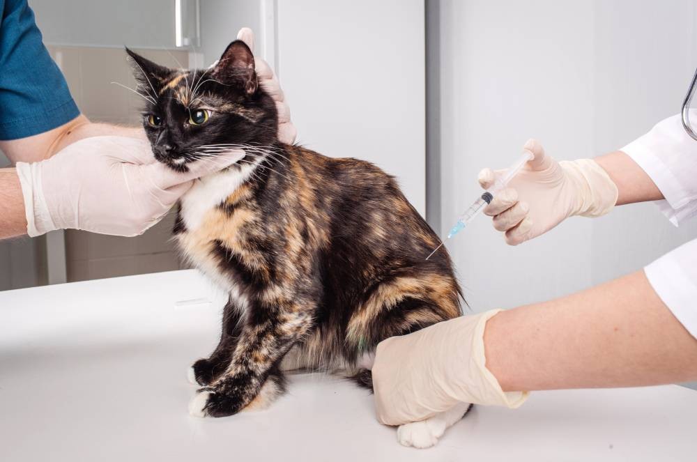 Julho Dourado reforça importância da vacinação em cães e gatos