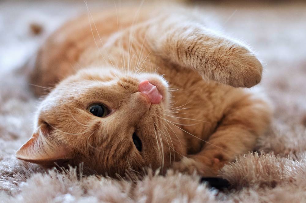 Miau' legendado? Esta empresa quer desenvolver IA que traduz miados dos gatos