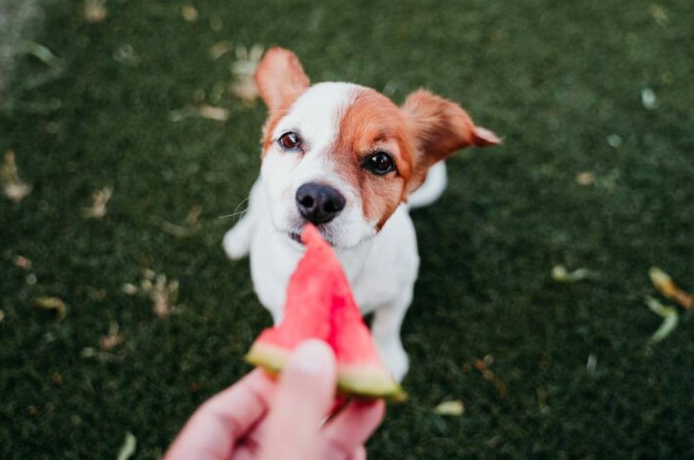 Dicas de frutas seguras para oferecer ao seu pet