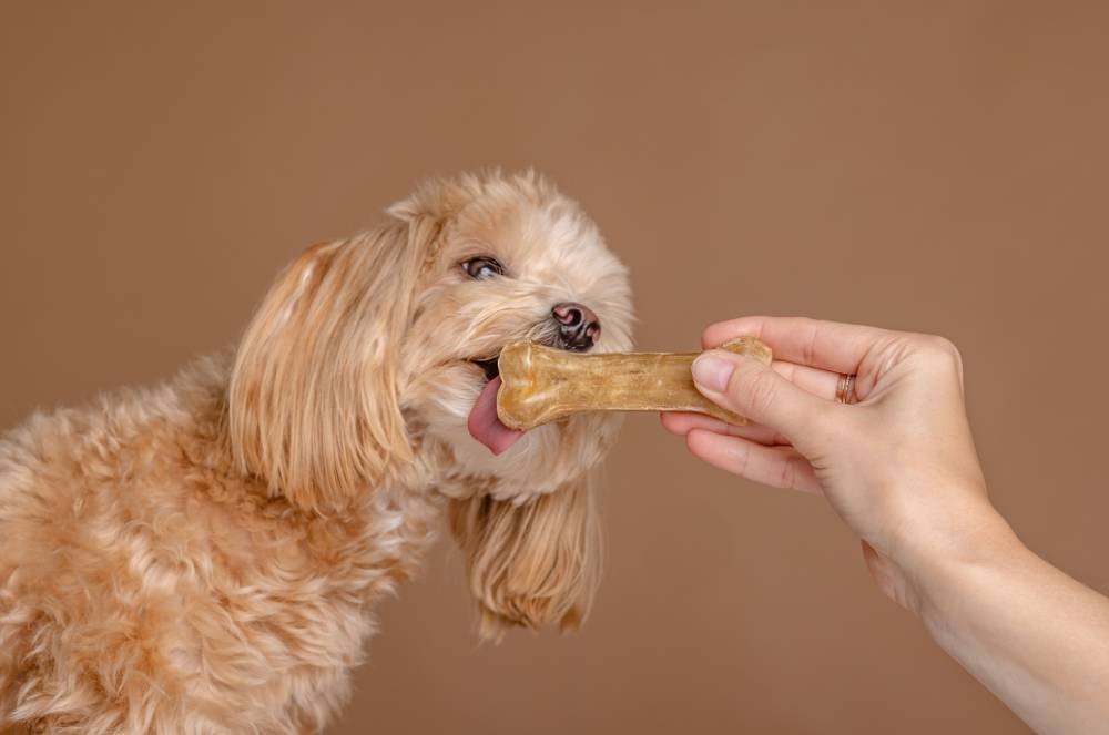 3 dicas para oferecer petiscos aos animais de estimação