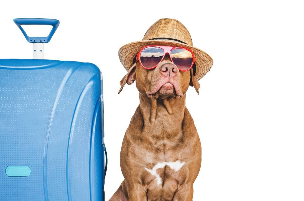 Férias chegando: tudo pronto para viajar com seu pet?