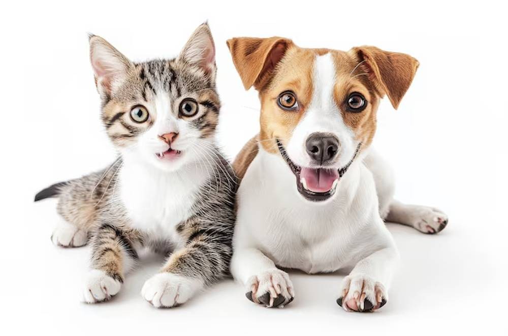 Você sabia que cachorros e gatos têm dentes de leite?