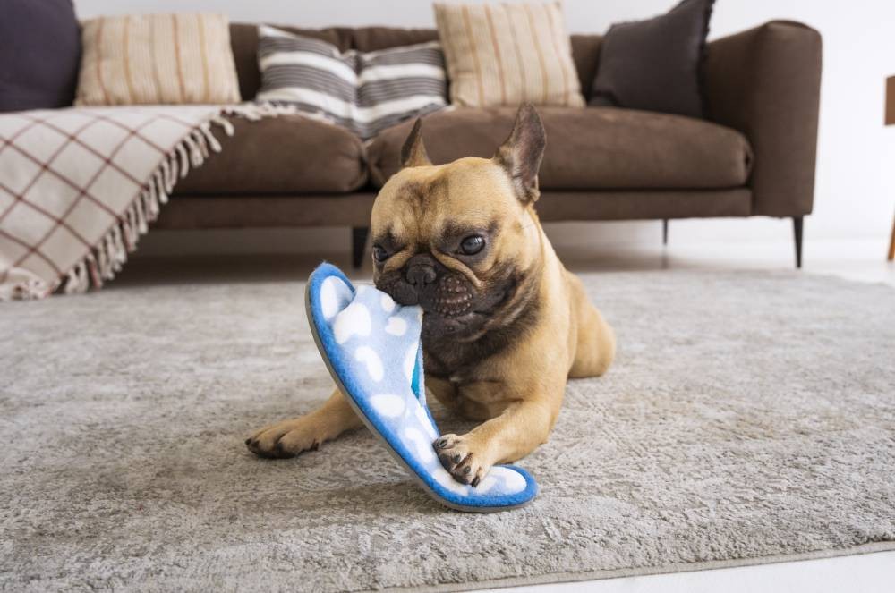 Como escolher a raça de cachorro ideal?