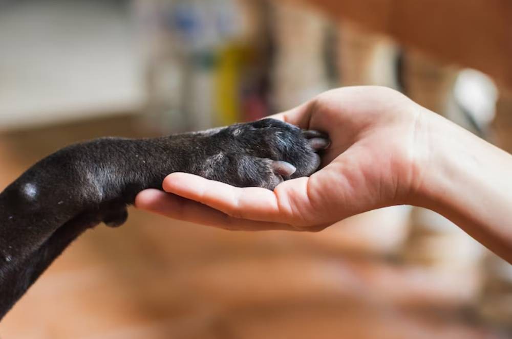 Adotou um Cachorrinho?  Vamos Fazer da Sua Casa um Lar!