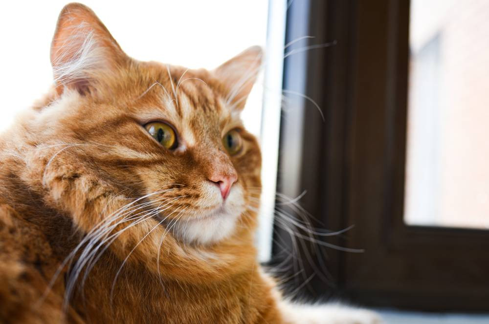 Diarreia em gatos: o que causa e como ajudar os bichanos!