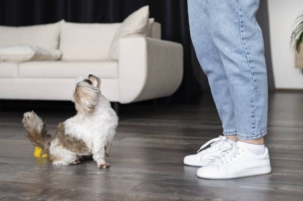 A linguagem do amor dos cães: Como Ler as Emoções do Seu Melhor Amigo