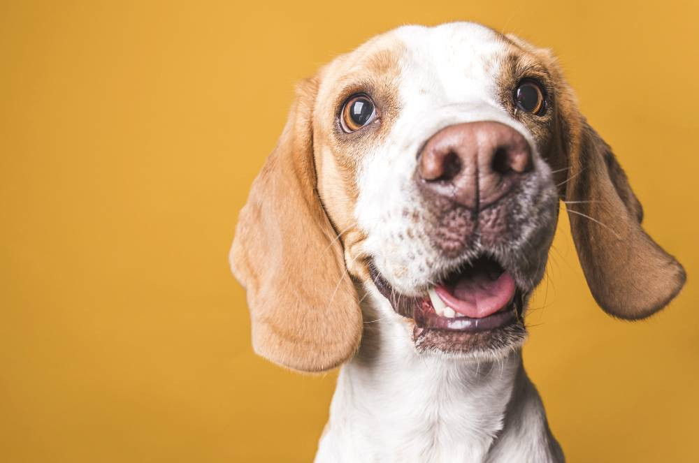 Segredo “Bom Pra Cachorro”: 5 Habilidades Surpreendentes Que Seu Cão Esconde De Você!