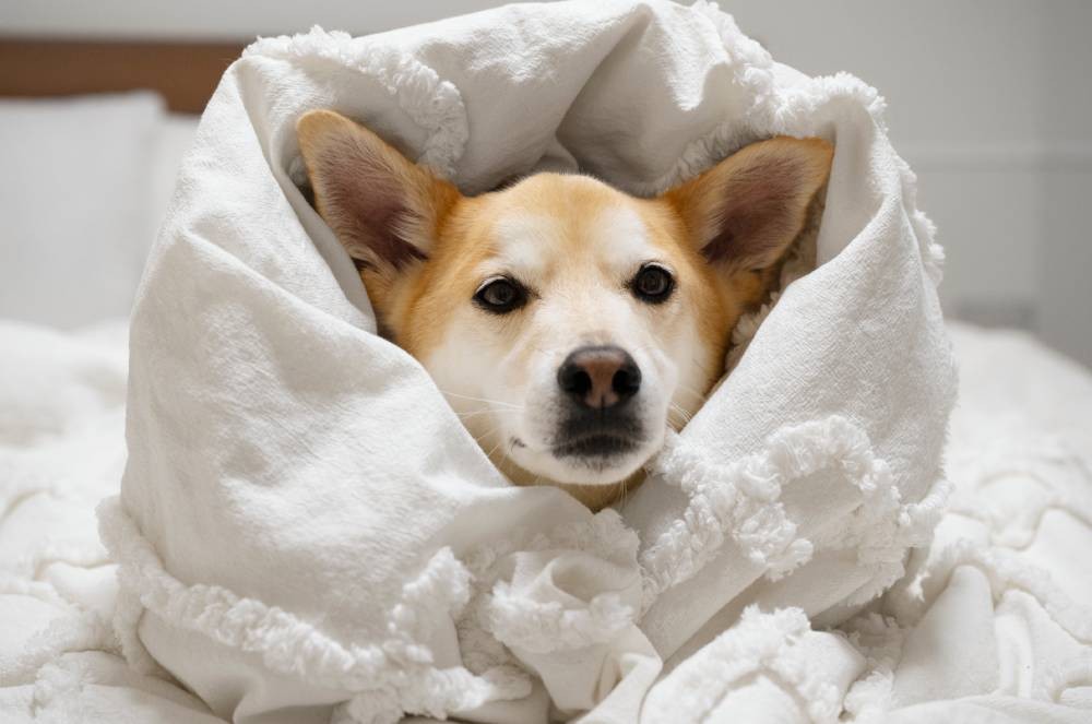 5 sinais de que seu cachorro está sofrendo com o frio e como protegê-lo