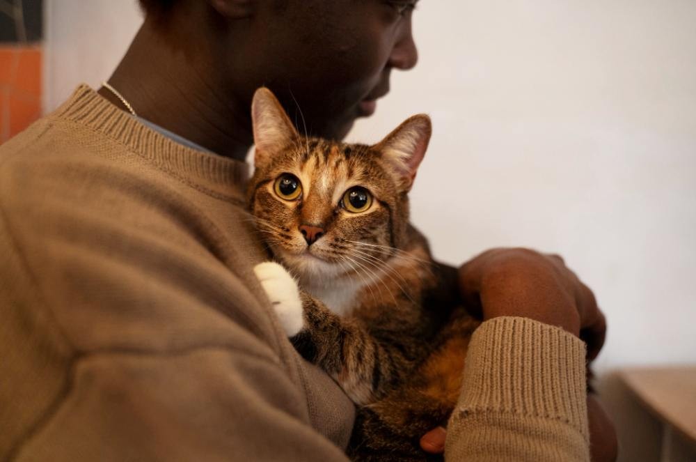 Biólogo revela que gatos enxergam os tutores como “felinos gigantes”