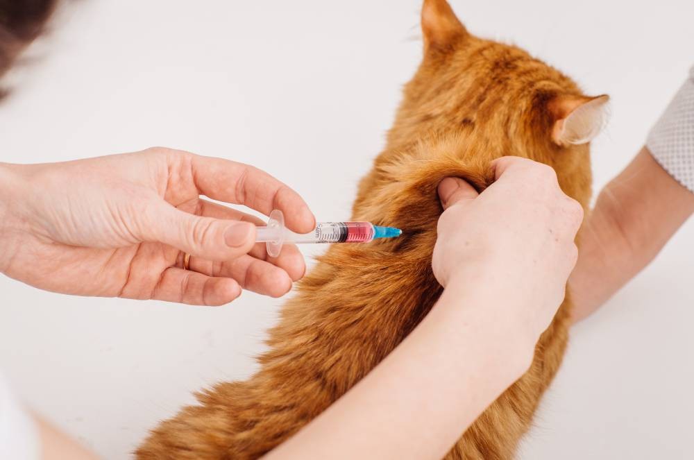 Saiba a importância de manter a vacinação dos pets em dia