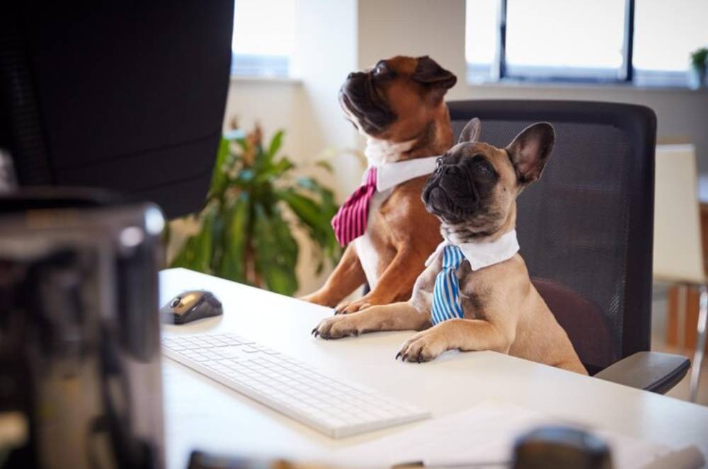 Bom pra Cachorro! Escritório pet friendly viraliza nas redes sociais.