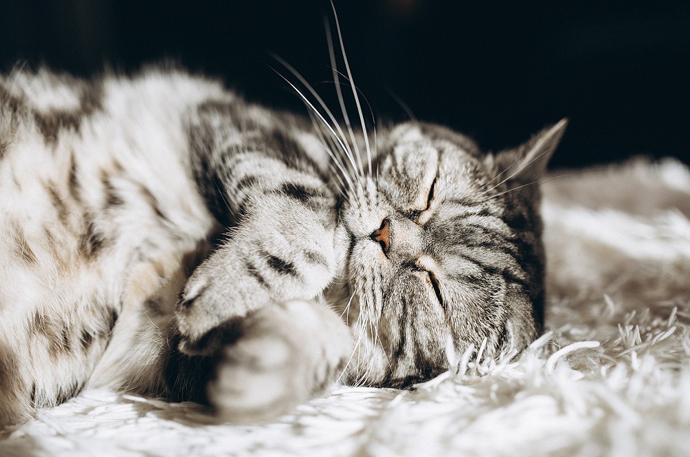 Sono felino: saudável ou sinal de alerta?