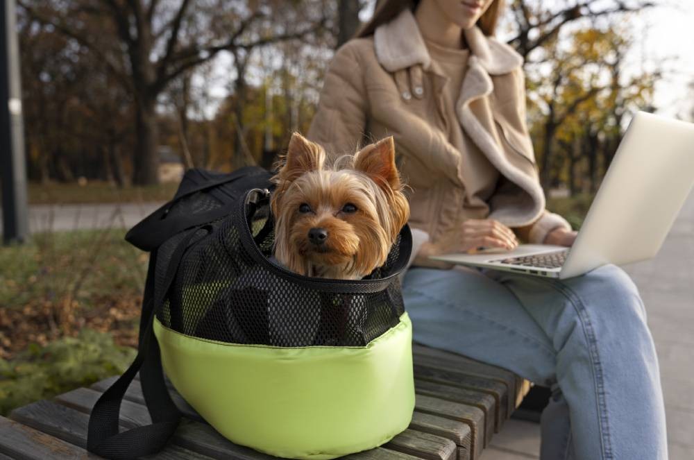 Vai Viajar? Veja Como Escolher a Melhor Caixa de Transporte para o Seu Animalzinho!