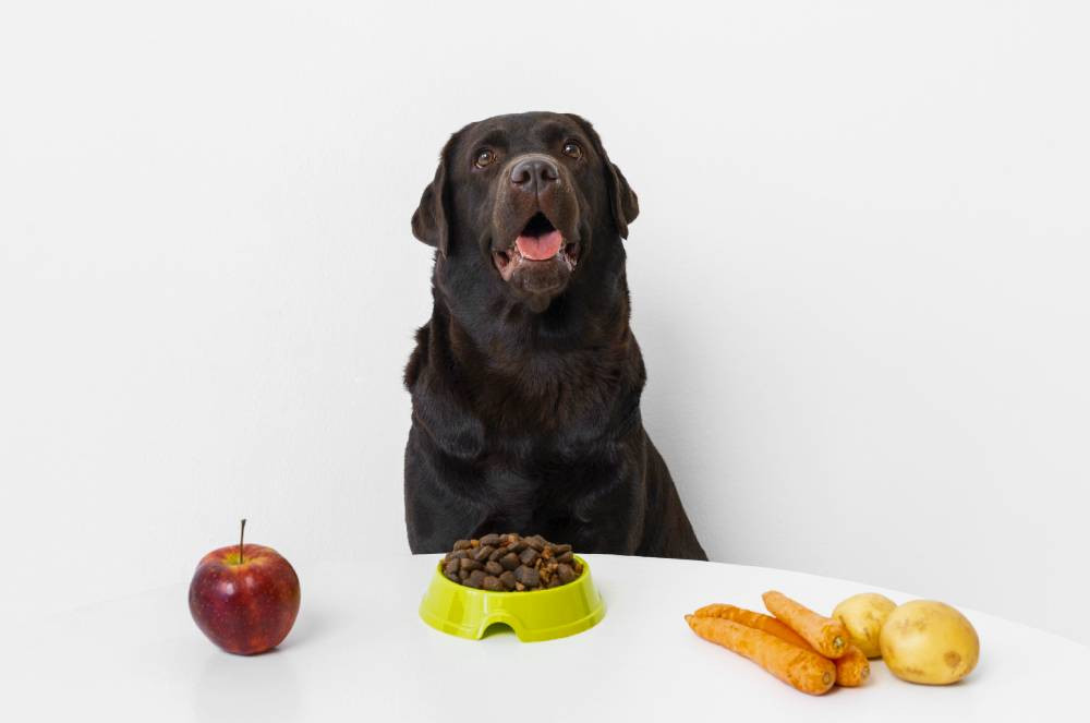 O que fazer quando o cachorro não quer comer ração?