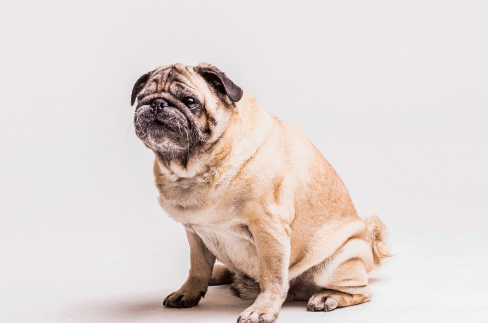 Obesidade em pets: como evitar o sobrepeso em cães e gatos